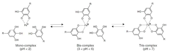 철 이온과 카테콜기 간의 상호작용의 pH 의존도