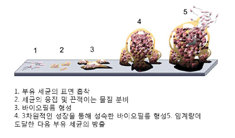 단계적 바이오필름형성 및 감염성 유해물질 확산.