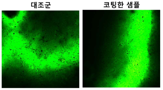 물로 전처리한 손잡이 기판을 활용하여 박테리아 배양한 실험결과