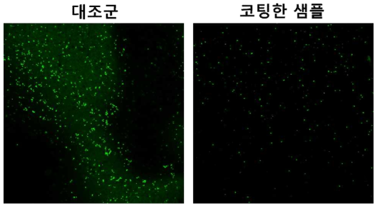 녹색 형광 단백질이 발현되는 대장균을 좌석 손잡이 기판에 배양한 결과(기판 전처리: 에탄올).