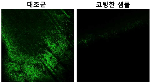 녹색 형광 단백질이 발현되는 대장균을 좌석 손잡이 기판에 배양한 결과(기판 전처리: 물).