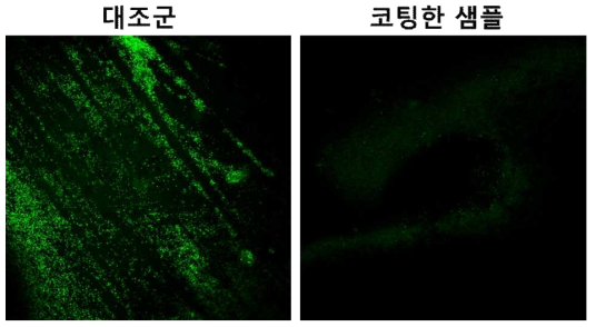 녹색 형광 단백질이 발현되는 대장균을 좌석 손잡이 기판에 배양한 결과 2(기판 전처리: 물).