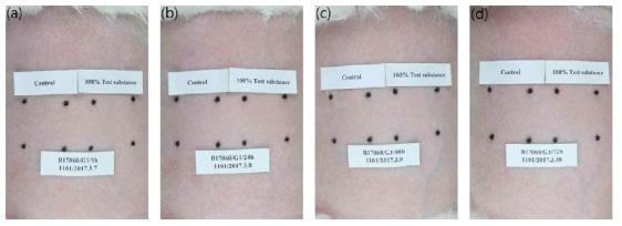 피부자극 및 부식성 평가결과: 후코이단 카테콜 반폐색첩포 4시간 적용 뒤 (a) 1시간, (b) 24시간, (c) 48시간, (d) 72시간 후 피부반응 사진