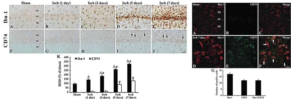 일시적 전뇌허혈 유발 후 해마 CA1 영역에서 M1 type 미세돌기아교세포의 변화