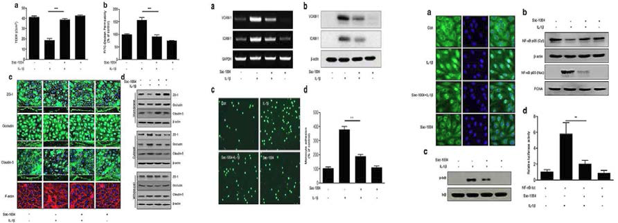 HBMECs에서 sac-1004의 IL-1β에 처리에 따른 증가된 내피세포사이 투과성 및 밀착결합 단백질 붕괴 억제(왼쪽), 증가된 세포부착분자 단백질의 발현 및 monocyte 부착 약화(중간) 그리고 NF-kB의 활성 억제(오른쪽) 효능 확인