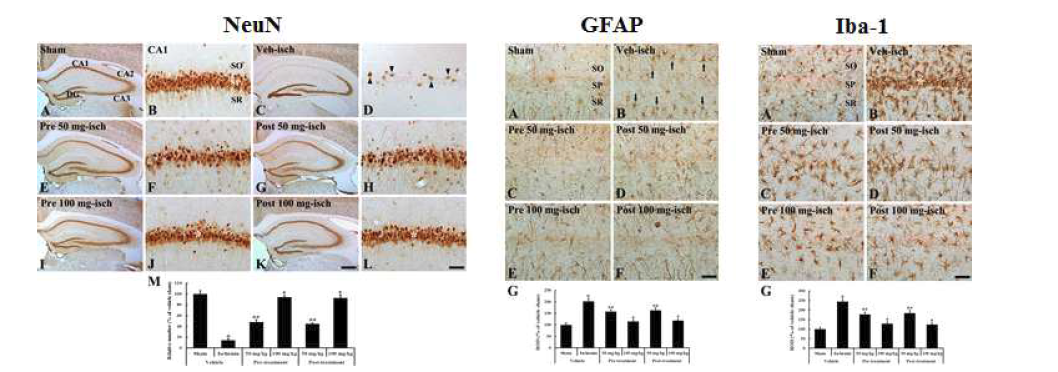 일시적 전뇌허혈 유발에 따른 해마 CA1 영역에서 신경세포사멸과 신경아교세포의 활성화 및 HQ에 의한 신경세포사멸 및 신경아교세포의 활성화 억제