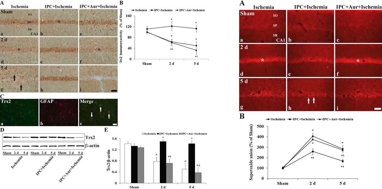 일시적 전뇌허혈 동물모델에서 IPC 적용에 따른 Trx2의 발현 증가 및 superoxide anion generation 억제