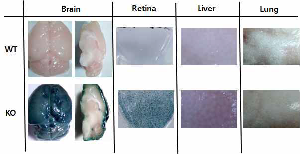 Lac Z staining(생후 42일)