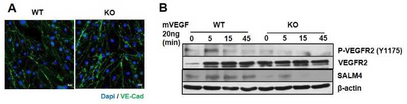 SALM4를 KO mouse 폐의 혈관내피세포에서 VEGFR2의 신호전달 분석