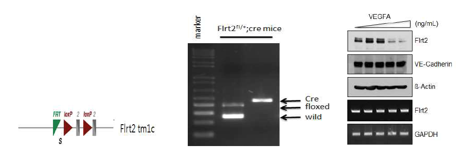 floxed Flrt2 mice, genotyping 및 VEGFA에 의한 Flrt2 조절