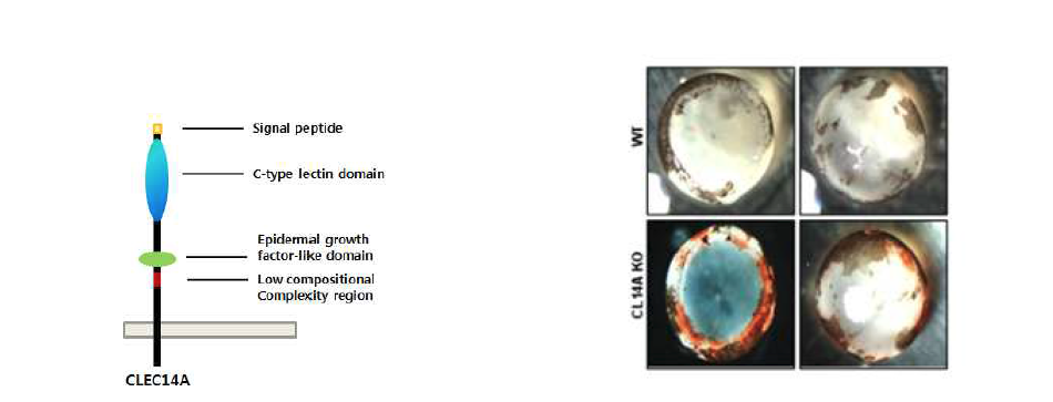 Clec14A의 구조 및 산소유도망막병증 모델에서 Clec14A의 효과