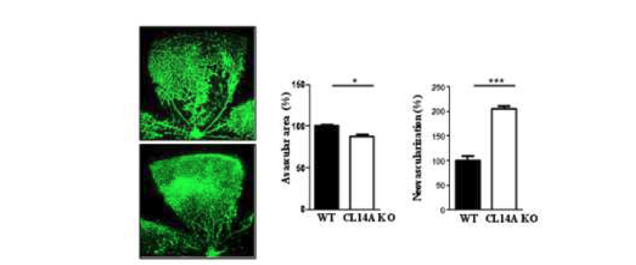산소유도망막병증 모델에서 Clec14a결손에 의한 혈관신생저해효과