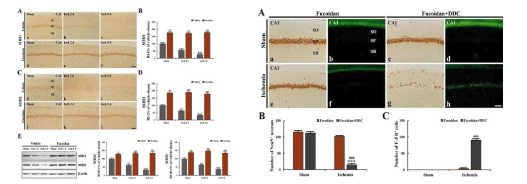 일시적 전뇌허혈 유발 후 fucoidan 투여에 따른 SODs의 발현 증가(왼쪽) 및 SODs 억제자(DDC) 처 리에 따른 fucoidan의 신경세포보호 효과 상쇠(오른쪽)