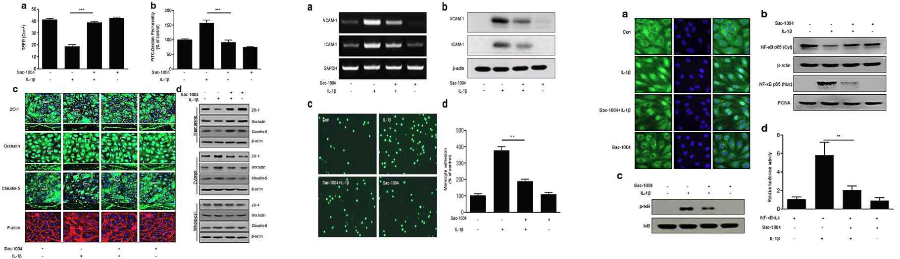 HBMECs에서 sac-1004의 IL-1β에 처리에 따른 증가된 내피세포사이 투과성 및 밀착결합 단백질 붕괴 억제(왼쪽), 증가된 세포부착분자 단백질의 발현 및 monocyte 부착 약화(중간) 그리고 NF-kB의 활성 억제(오른쪽) 효능 확인