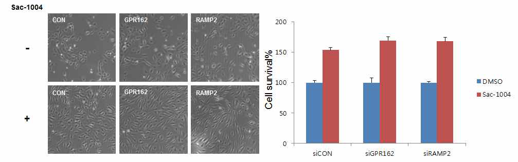 GPR162, RAMP2 si RNA를 통한 세포사멸 억제능력을 확인