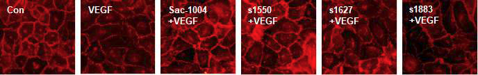 VE-cadherin 염색을 통한 s1550, 1627, 1883의 junction보호에 대한 효과 확인