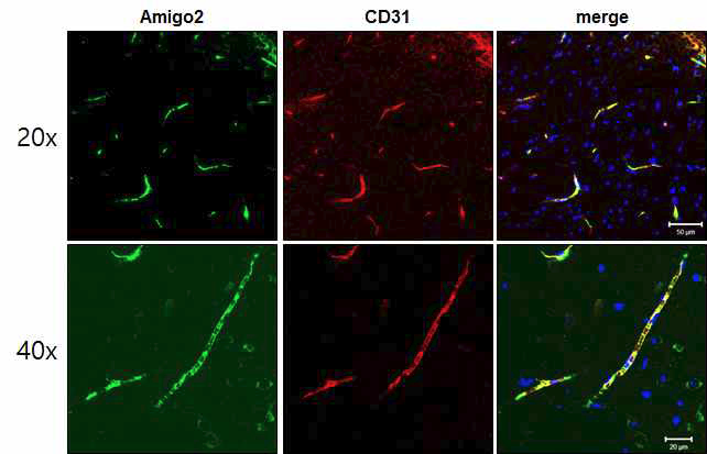 뇌혈관에서 Amigo2의 발현 확인