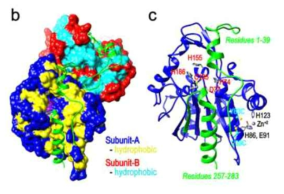 Structural estimations of the native Hsp31 protein and its structural variants