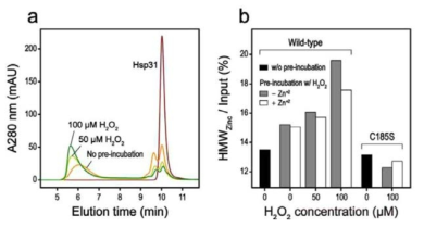 Pre-incubation of Hsp31 with hydrogen peroxide enhances HMWZinc formation.
