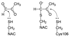Glyoxalase III 효소 활성 메커니즘과 deglycase 효소 메커니즘의 비교.
