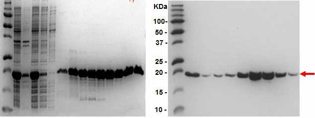 HSP16A 단백질 SDS-PAGE 전기영동 사진