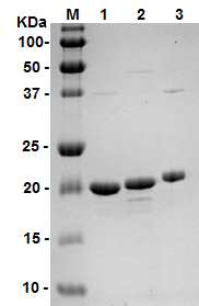 HSP17A, HSP177, HSP181 단백질 전기영동 사진