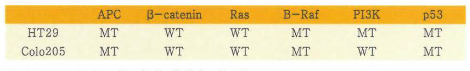 WT K-Ras를 가진 대장암 세포주