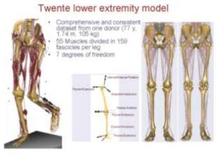 The AnyBody Modeling Systemm