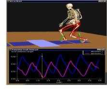 Software for Interactive Musculoskeletal Modeling