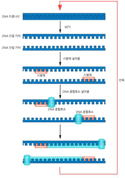 PCR의 원리