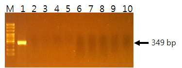 10종의 표준균주를 대상으로 한 β-glucuronidase의 PCR 검출