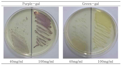 purple-gal과 green-gal의 농도별 E.coli(ATCC 25922)의 집락 발색능
