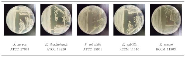 대장균군 발색배지에서의 비대장균군(음성균주)의 획선도말 한 사진(예)