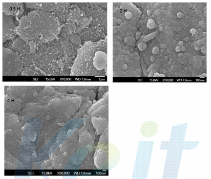 Attrition Milling 시간에 따른 철 입자내 탄소나노튜브의 SEM 사진