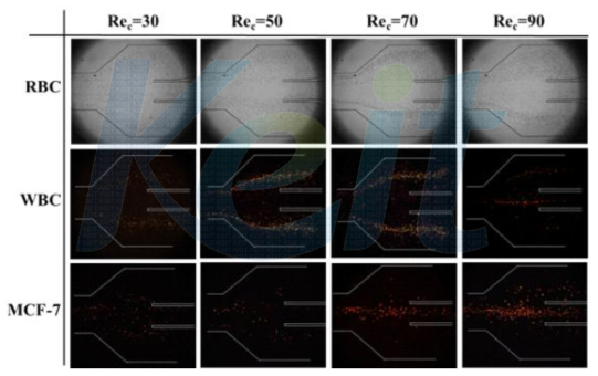 적혈구와 백혈구 그리고 MCF-7 세포의 유속에 따른 거동 변화.