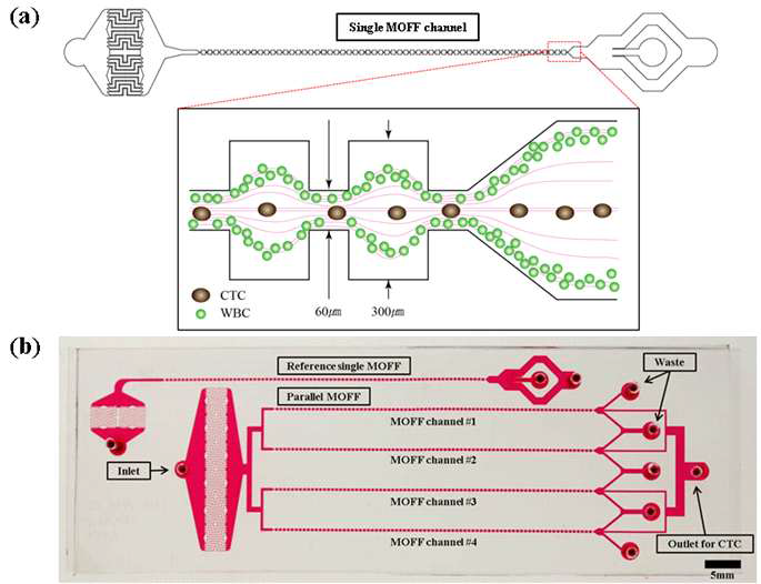 (a) MOFF 채널 내에서 암세포와 백혈구의 거동, (b) 실제 p-MOFF 칩의 사진