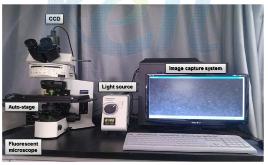 분리된 순환종양세포의 확인을 위한 현미경 및 자동화 시스템 setup