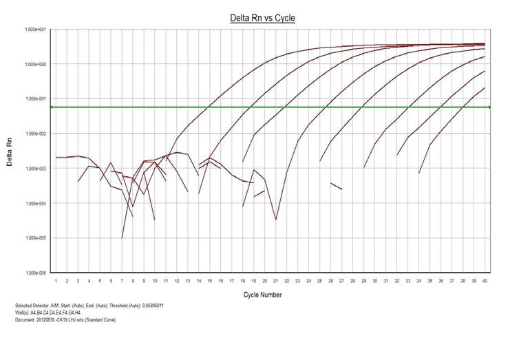 Cpoy별로 희석한 CK-19 유전자의 실시간 유전자 증폭 결과.