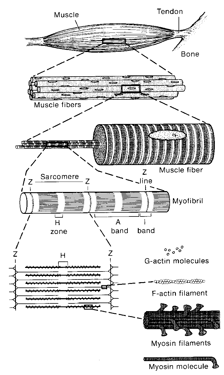 Hierarchical organization of muscle