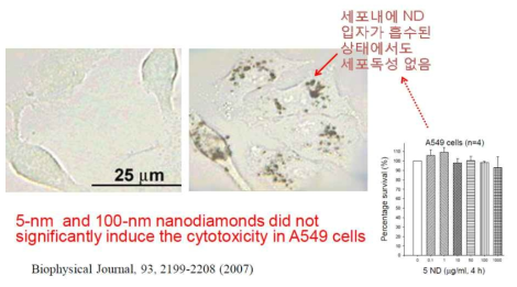 나노다이아몬드 세포 독성 노출 실험 결과