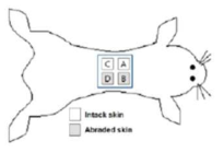 시험물질 적용에 따른 피부 구획