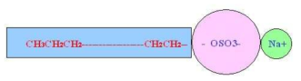 The structure of anionic surfactants.