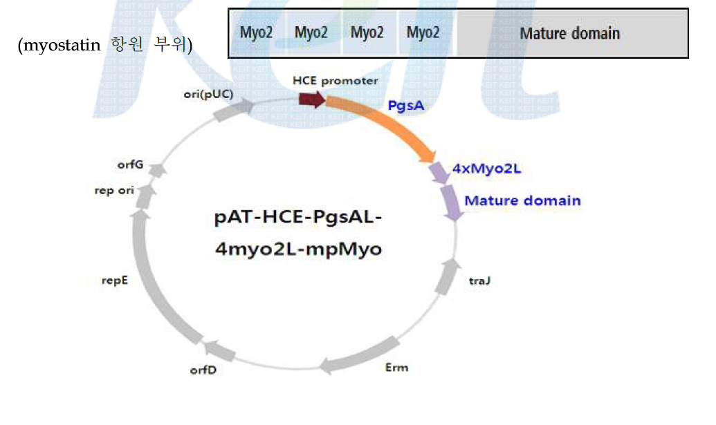 Myostatin 유산균 표면발현 시스템 구축.