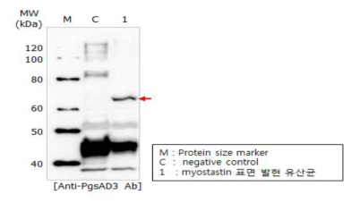 Myostatin 유산균 표면 발현 확인.