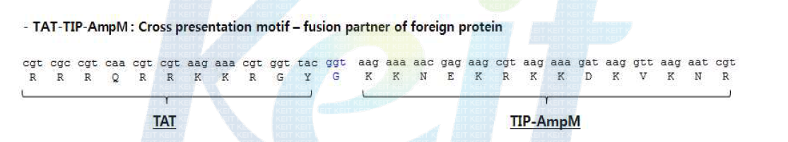 TAT-TIP-AmpM peptide 삽입 구조물 구축 염기서열 자료.