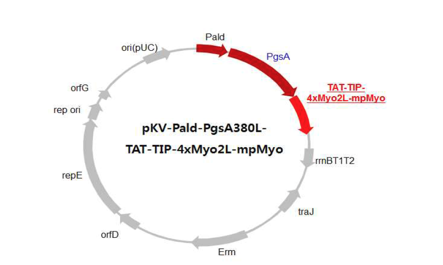 TAT-TIP-AmpM 삽입 myostatin의 유산균 표면발현 시스템 구축.