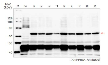 TIP peptide 삽입 myostatin 유산균 표면 발현 확인.