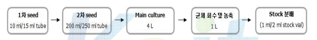 TIP-myostatin 표면발현 면역유산균의 working cell bank 구축을 위한 배양 진행 단계.