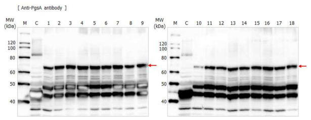 TIP-myostatin 표면발현 면역유산균 working cell bank 안정성 확인을 위한 항원의 발현 확인.