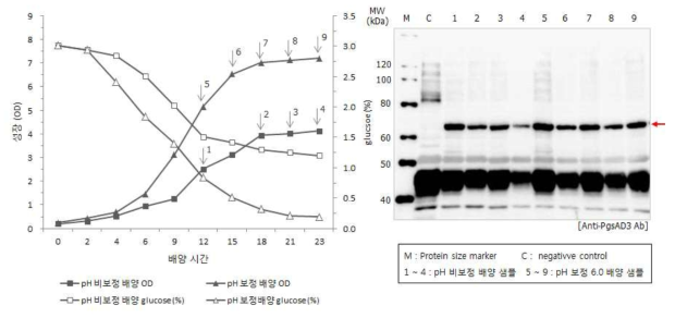 7 L J/F 배양 조건에서의 면역유산균 TIP-myostatin 성장과 항원 발현 확인.